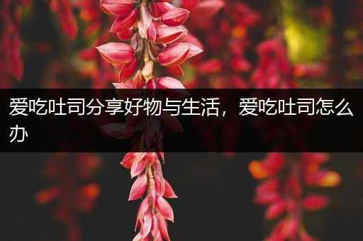 爱吃吐司分享好物与生活，爱吃吐司怎么办